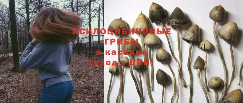 Галлюциногенные грибы Magic Shrooms  дарнет шоп  Саров 